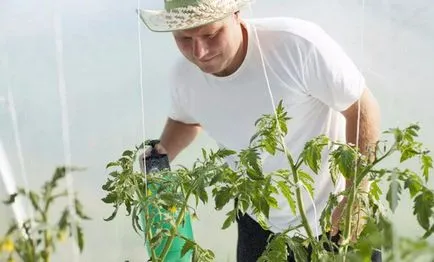 De ce frunzele se tomatele galbene în seră, principalele cauze ale îngălbenire