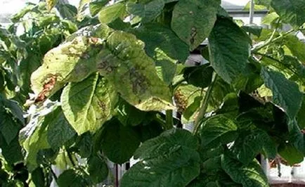 De ce frunze rândul său galben, roșiile și ce să facă, agro-Gazette (de ce) De ce frunze rândul său galben, roșiile și ce să facă, agro-Gazette