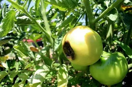 De ce frunze rândul său galben, roșiile și ce să facă, agro-Gazette (de ce) De ce frunze rândul său galben, roșiile și ce să facă, agro-Gazette
