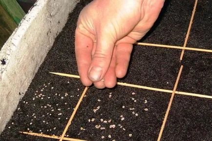 Pregătirea semințelor și cultivarea corespunzătoare a răsadurilor de tomate în casă