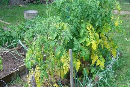De ce frunzele se îngălbenesc în prevenirea și tratamentul tomate (frunze) De ce frunzele se îngălbenesc în prevenirea și tratamentul de tomate