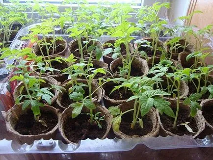 De ce frunzele se răsad de tomate ansamblu asupra galben din principalele motive