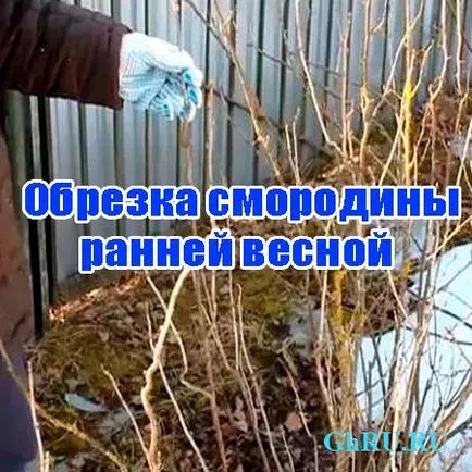Fertilizarea în primăvară coacăze albe coacăze albe - plantarea și îngrijirea, tăierea și propagare (alb) Fertilizarea în primăvară coacăze albe coacăze albe - de plantare și îngrijire, tăierea și propagarea