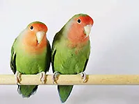 Papagalii Descrierea conținutului Lovebird rock din casa (inelele din jurul ochilor) Papagalii rasa lovebirds descriere, conținutul în casă