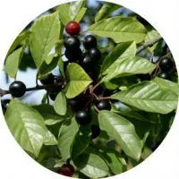 Proprietăți utile și contraindicații crușin tratamente coaja (tratamente) Proprietăți utile și contraindicații tratament crușin Scoarță