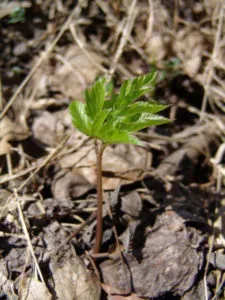 plante medicinale utile goutweed, proprietățile sale și fotografie close-up (proprietăți) goutweed plante medicinale utile, proprietățile sale și fotografii close-up