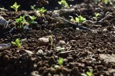 Se toarnă apă peste primăvară coacaze și casa mică de fierbere în sat