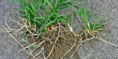 plante medicinale utile goutweed, proprietățile sale și fotografie close-up (foto) goutweed plante medicinale utile, proprietățile sale și fotografii close-up