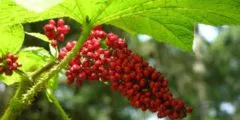 plante medicinale utile goutweed, proprietățile sale și fotografie close-up (iarbă) goutweed plante medicinale utile, proprietățile sale și fotografii close-up