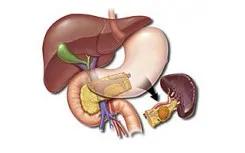 pancreas