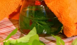 Proprietăți utile de goutweed, utilizarea plantelor în medicină