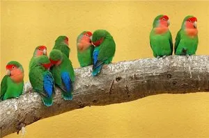 Papagalii, lovebirds și descrierea speciilor cu fotografii și clipuri video, îngrijire și întreținere la domiciliu,