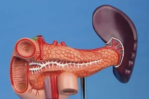 Pancreasul este o persoană în cazul în care există, structura și funcția sa și o posibilă boală