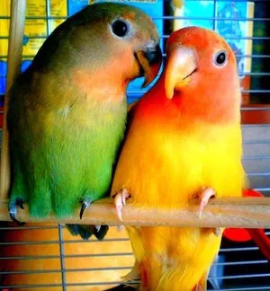Papagalii, lovebirds și descrierea speciilor cu fotografii și clipuri video, îngrijire și întreținere la domiciliu,