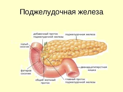 Pancreasul - care este cât de dureroase simptome (simptome) Pancreasul - care este, cum doare, simptome