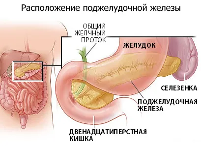 pancreas