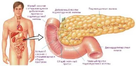 Pancreas, competente pentru sănătate pe ilive (Pancreas) Pancreas, competente pentru sănătate pe ilive
