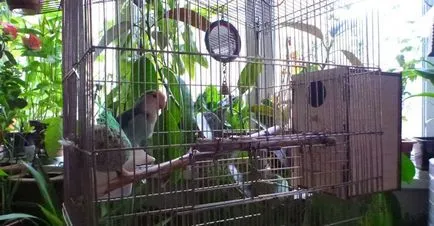 lovebirds papagalii, da doi!