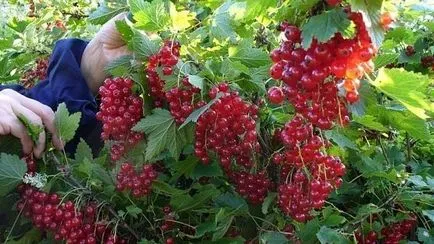 Udarea currant cu apă clocotită
