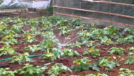 Udatul grădinii cu propriile sale mâini (udare) Udatul grădinii cu propriile sale mâini