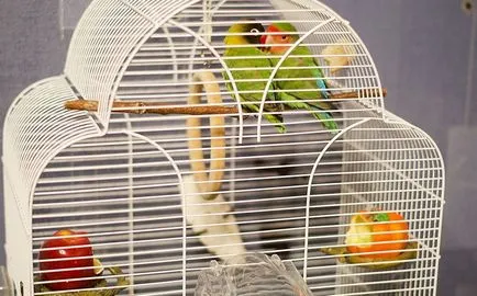 lovebirds papagalii, da doi!