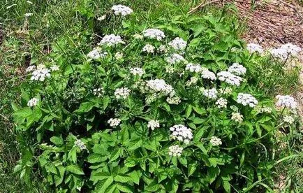 Proprietăți utile de plante goutweed, contraindicații și proprietăți terapeutice (proprietăți) Proprietăți utile de plante aromatice goutweed, contraindicații și proprietăți terapeutice