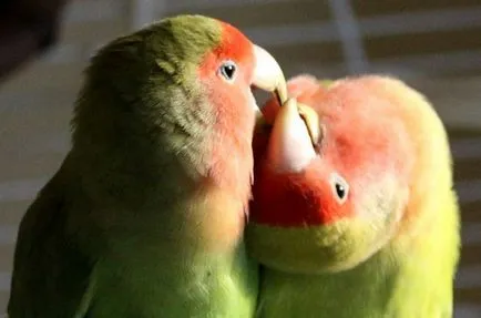 Papagalii, lovebirds - fotografii, descriere, conținut, nutriție, reproducere