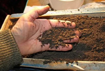 Tomate galben frunzele inferioare după plantarea -zabolevanie sau normă variantă (galben) Tomate rândul său, frunze galbene mai mici după plantare -zabolevanie sau o variantă a normei