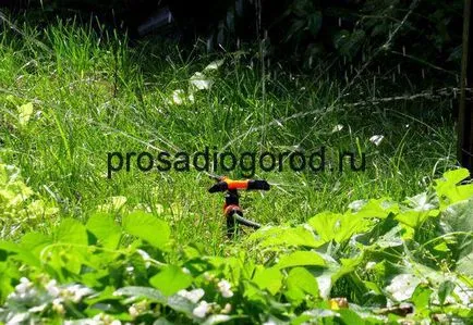 Udatul grădinii cu propriile sale mâini în dimineața și seara, fotografii și video (udare) Udatul grădinii cu propriile sale mâini în dimineața și seara, fotografie și video