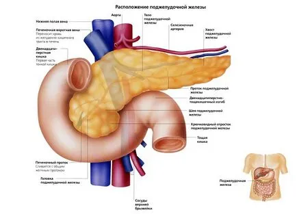 Pancreas, rolul său în corpul uman și provoacă boala (fier) Pancreas, rolul său în corpul uman și provoacă boala