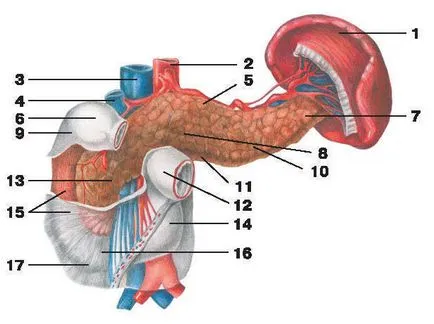 Pancreas - este