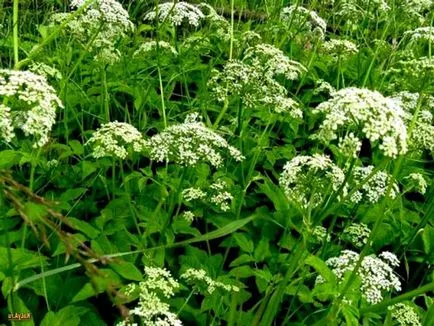 plante medicinale utile goutweed, proprietățile sale și fotografie close-up (proprietăți) goutweed plante medicinale utile, proprietățile sale și fotografii close-up