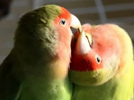 Papagalii, lovebirds și descrierea speciilor cu fotografii și clipuri video, îngrijire și întreținere la domiciliu,