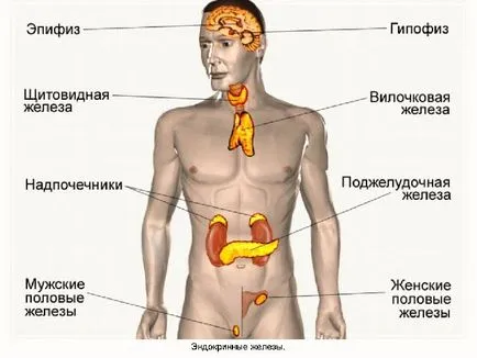 Pancreas cum doare și în cazul în care o persoană