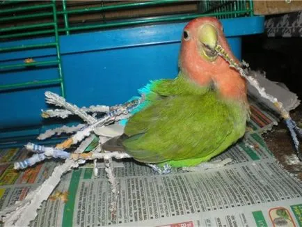 Papagalii, lovebirds și descrierea speciilor cu fotografii și clipuri video, îngrijire și întreținere la domiciliu,