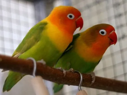 Papagalii, lovebirds și descrierea speciilor cu fotografii și clipuri video, îngrijire și întreținere la domiciliu,