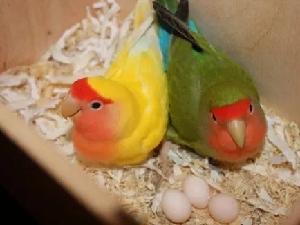 Papagalii, lovebirds și descrierea speciilor cu fotografii și clipuri video, îngrijire și întreținere la domiciliu,