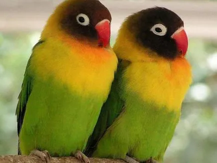 Papagalii, lovebirds și descrierea speciilor cu fotografii și clipuri video, îngrijire și întreținere la domiciliu,