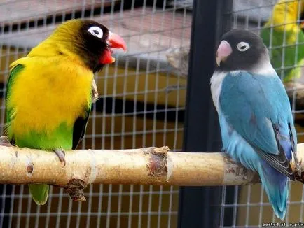 Papagalii, lovebirds și descrierea speciilor cu fotografii și clipuri video, îngrijire și întreținere la domiciliu,