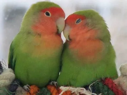 Papagalii, lovebirds și descrierea speciilor cu fotografii și clipuri video, îngrijire și întreținere la domiciliu,