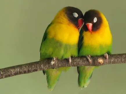 lovebirds papagalii, da doi!
