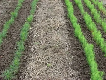 Udatul grădinii cu propriile sale mâini (udare) Udatul grădinii cu propriile sale mâini