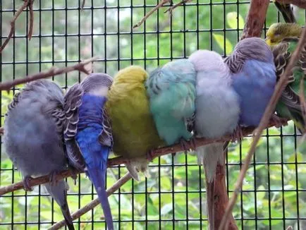 Papagalii, lovebirds și descrierea speciilor cu fotografii și clipuri video, îngrijire și întreținere la domiciliu,