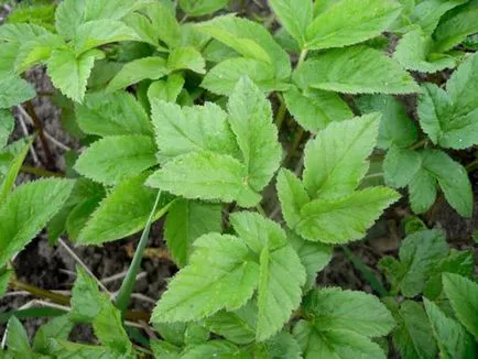 plante medicinale utile goutweed, proprietățile sale și fotografie close-up (iarbă) goutweed plante medicinale utile, proprietățile sale și fotografii close-up