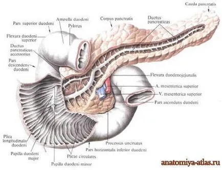 Pancreas - este