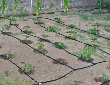 Udarea paturile din țară cu propriile lor mâini picura sisteme automate