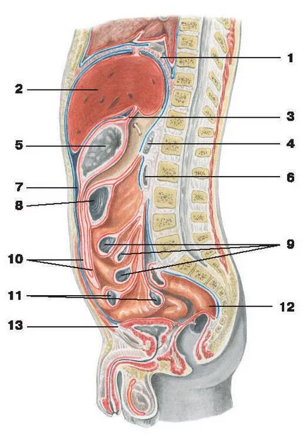 Pancreas - este