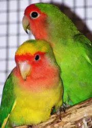 papagal Lovebird la domiciliu papagal Lovebird la domiciliu