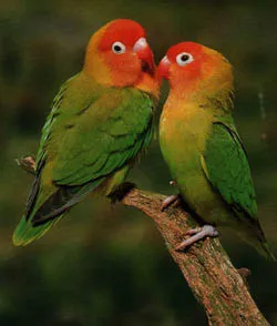 Papagalii, lovebirds în casă