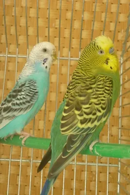 Parrot conținut Lovebird la domiciliu